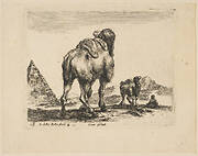 Plate 18: camel viewed from behind with pyramid at left, from 'Various animals' (Diversi animali)