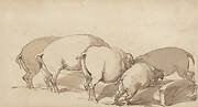 Pigs at a Trough