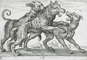 Three Dogs Fighting