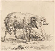 Animals from Animalia: The Set of Various Animals