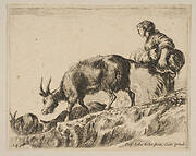 Plate 14: shepherdess herding goats