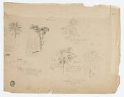 Drawing.  Botanical sketches from Colombia.