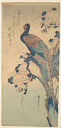歌川広重画　菊に雉|Pheasant with Chrysanthemums