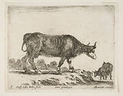 Plate 7: ox, from 'Various animals' (Diversi animali)