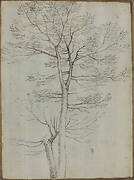 Bare Tree [verso]