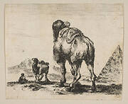 Plate 18: camel viewed from behind with pyramid at right, from 'Various animals' (Diversi animali)