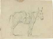 Donkey Stretching a Hind Leg