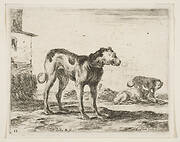 Plate 11: dogs, from 'Various animals' (Diversi animali)