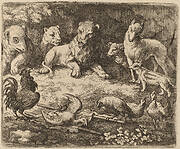 The Rooster Charges Reynard