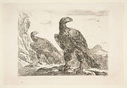 Two eagles, from 'Eagles'  (Les aigles)