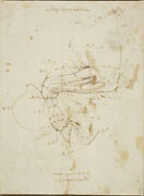 A horse's left foreleg, with measurements