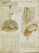 Recto: The bladder. Verso: The lungs