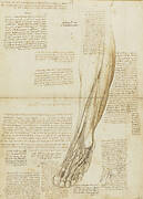 The muscles and tendons of the lower leg and foot